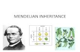 MENDELIAN INHERITANCE€¦ · MENDELIAN INHERITANCE •Gregor Mendel, the father of genetics bred pea plants to understand how inheritance worked. •Why did he choose pea plants?