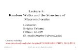 Lecture 8: Random Walks and the Structure of …brigita/COURSES/BIOPHYS_2011...Random walk model of a polymer: series of rigid rods (the Kuhn segments) connected by flexible hinges