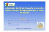 Adaptación de clones de caucho en América Latina, en zonas de ...agritrop.cirad.fr/579079/2/Rivano 1-Clones Am Lat -Medellin-diciembr… · – Competencia con otros cultivos de