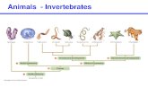 Animals - Invertebrateswebsites.rcc.edu/thaler/files/2016/11/Chapter23.pdf · Echinodermata -- seastars & relatives . water vascular system, exclusively marine . bilateral symmetry