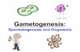Gametogenesis · 2019-11-30 · Gametogenesis •Occurs in the GONADSof males and females (ovaries/testes).•In some organisms...called Hermaphrodites(like Earthworms) have BOTHmale