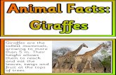 giraffes - Instant Display Teaching Resources · A giraffe's coat is patched in brown on cream, and each giraffe has its own unique pattern. The giraffes of East Africa have triangular