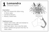 Lomandra - rumbalara-e.schools.nsw.gov.au€¦ · Banksia ssp. Banksia “Wattung-urree” Common Species: • Honeysuckle. • Heath Leaved Banksia. • Old Man Banksia. • Hair