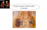 Suprarenal (adrenal) Glands · The adrenal cortex is composed of three zones histologically: •glucocorticoids are produced in the zona fascicularis and reticularis,. The morphological