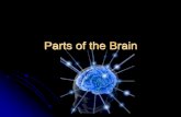 Parts of the Brain - Humble Independent School District€¦ · The _____ part of the brain; divided into two halves called _____. ⚫ Carries ... Pg. 1. largest hemispheres thought