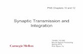 Synaptic Transmission and Integrationusers.ece.cmu.edu/~byronyu/teaching/nsp_sp10/coursemats/lecture… · Synaptic Transmission at Chemical Synapses 5) Receptors cause ion channels