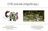CITES and eels (Anguilla spp.) - CMS · European eel (Anguilla anguilla) was listed on Appendix II of CITES at CoP14 (June 2007) Proposal used Annex 2(a) Paragraphs A and B as the