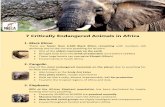7 Critically Endangered Animals in Africa · 07/06/2016  · 7 Critically Endangered Animals in Africa 1. Black Rhino There are fewer than 2,500 Black Rhino remaining with numbers