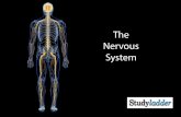The nervous system · The nervous system is made up of the brain, the spinal cord, and a large network of nerves that covers the entire body. Sensory Nerves Sensory nerves carry signals