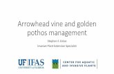 Arrowhead vine and golden pothos management ... Epipremnum pinnatum (L.) Engl. Cv Aureum â€¢Originally