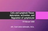 Cells and Lymphoid Tissue Maturation, Activationvlm.ub.ac.id/pluginfile.php/41627/mod_resource... · •Lymphocytes T and B based on the organ in which they mature T cells (thymus).