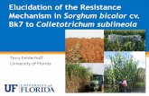 Elucidation of the Resistance Mechanism in Sorghum bicolor cv. … Regional... · 2016-08-30 · Sorghum on the Move 2002 2012 Source: USDA Census of Agriculture •Interest in sorghum