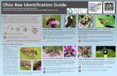 Ohio Bee Identification GuideDepartment of Entomology, The Ohio State University-OARDC, Wooster, OH Bees are beneficial insects that pollinate flowering plants by transferring pollen