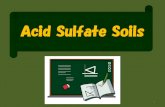 Acid Sulfate Soils · alternate wetting and drying. Vertisols are very slowly permeable, once the cracks swell shut, and slow infiltration is a ... permeability, once they have wet-up,