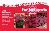 Jolt Dianthus · 2020-04-23 · Jolt ™ Dianthus • loves summer heat • stunning color in landscapes or containers • grows 16 to 20 inches (41 to 51 cm) tall • see plant tag