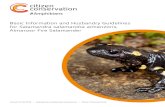 Basic Information and Husbandry Guidelines for Salamandra ... · Issued: 23.02.2019 I Salamandra salamandra almanzoris I PHoto: Benny Trapp 2. Why is Salamandra salamandra almanzoris