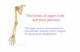 The bones of upper limb and their junctionanatomy.sbm.pumc.edu.cn/mobile/files/pdf/RegionalAnatomy/... · 2016-02-29 · Bone of the upper limb-64. Carpal bones Proximal row (lateral