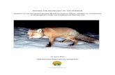BEFORE THE SECRETARY OF THE INTERIOR Petition to List …...The Sierra Nevada red fox (Vulpus vulpus necator) is a critically endangered subspecies of red fox native to the Sierra