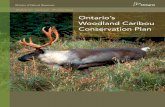 Ontario’s WoodlandCaribou ConservationPlan · 2014-03-05 · Minister’sMessage IamproudtopresentOntario’sWoodland CaribouConservationPlan,whichlaysout acomprehensive,science-basedand