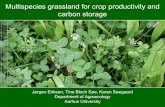 Multispecies grassland for crop productivity and carbon storage · 2013-12-11 · Potential benefits of multispecies grasslands • Yield • Feed quality • Appetite • Animal