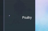 Poultry - Amazon S3 · z Turkey Turkeys are raised primarily for meat Nearly 300 million turkeys are raised each year in the US Many commercial producers raise more than 100,000 birds