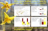 Why does anther colour vary in trout lily Erythronium ... · Emily Austen1,2 & Jessica Forrest1 1University of Ottawa, Canada; 2austen.emily@gmail.com; emilyjausten.wordpress.com