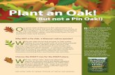 Plant an Oak! - Missouri Botanical Garden · to the challenging conditions of urban sites with significantly disturbed soils – high clay content and high soil PH (alkaline) –