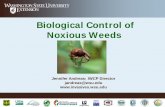 Biological Control of Noxious Weeds - Seattle...4 distinct life stages (egg, larva, pupa, adult) • Larval stage is often inside plant; may need to destructively sample plants to