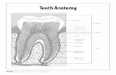 ADA.org: Oral Health Worksheets/media/MouthHealthy/... · Tooth Anatomy Enamel Neck Crown Root Gingiva (gums) Dentin Root canal Alveolar bone (jawbone) Cementum Periodontal ligament