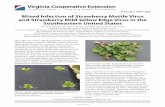 Publication HR-P Mixed Infection of Strawberry Mottle Virus and Strawberry … · 2020-06-01 · infected with strawberry mild yellow edge virus and strawberry mottle virus in Virginia