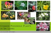 COMMON POISONOUS PLANTS S LANKA · nause CIRCUMSTANCES, SIGNS & SYMPTOMS OF DIYA KADURU POISONING Sui Autopsy findings (non specific features) , kernal of the fruits cidal : ommon