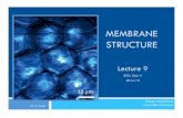 Lecture 9. Membrane Structure - MyConcordia Adventure...The Erythrocyte Membrane Skeleton • The major component of the internal membrane skeleton is spectrin. • Spectrin molecules
