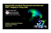 Genetically encoded fluorescent proteins and FRET imaging in … · 2016-09-13 · Genetically encoded fluorescent proteins and FRET imaging in living cells Principles of Fluorescence