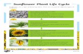 Sunflower Plant Life Cycle...Sunflower Plant Life Cycle Suonwlf es ar e a tr ype of fowl neirg paln. Tt hey ongy ciiral l ame form Noh Art mcaeir. Theer are around 60 different types