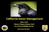 California Raven Management Photo credit: Kevin Powell . Raven EA Alternatives ... Raven predated desert