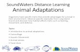 SoundWaters Distance Learning - Animal Adaptations3-5 · Behavioral Adaptation: animal changes its action to survive Camouflage: when animals use colors, textures, and markings to