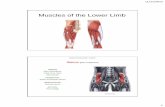 Muscles of the Lower Limb - WOU Homepagewou.edu/~lemastm/Teaching/BI334/Muscles of the Lower Limb (ADAM) (2).pdfMuscles of the Lower Limb Iliacus (part of iliopsoas) ORIGIN: Iliac