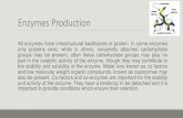 Enzymes Production · Co-factors and co-enzymes are important for the stability and activity of the enzyme. They have a tendency to be detached and it is important to provide conditions