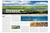 Nature’s wealth: wetlands as filters, fuel, flood protection and food · 2016-01-18 · broods. Wetlands also serve as year-round homes to animals such as insects, toads, turtles,