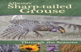 What You’ll Find Inside...2 Sharp-tail Specifics Spotting a Sharp-tailed Grouse A speckled plumage of tan, brown, beige, black and white helps sharp-tailed grouse blend into their