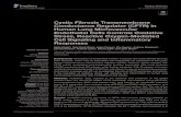 Cystic Fibrosis Transmembrane Conductance Regulator (CFTR ...€¦ · Cystic Fibrosis Transmembrane Conductance Regulator (CFTR) in Human Lung Microvascular Endothelial Cells Controls