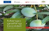 Funded by European Union - Regreening Africa · Mango grafting booklet (Mangifera indica L.) 5 A good rootstock is very important for future production of high quality mango fruits.