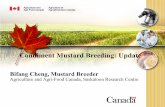 Condiment Mustard Breeding: Update · 2019-01-21 · Agronomic performance of the yellow mustard lines in the Mustard Adaption Test Seed Yield 1 Fixed Oil Protein Seed Colour Mucilage