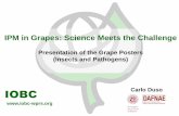 IPM in Grapes: Science Meets the Challenge - iobc-wprs...2017/02/07  · Carlo Duso IPM in Grapes: Science Meets the Challenge Presentation of the Grape Posters (Insects and Pathogens)©
