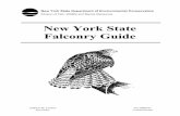 New York State Falconry Guide - Hog Island Audubon Camphogisland.audubon.org/.../attachments/new_york_state_falconry_guide.pdfFalconry is the sport of hunting game with trained birds