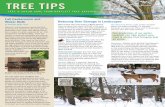 Bartlett Tree Tips - Winter 2016maple.bartlett.com/newsletter/pdf/NE-Winter2016TreeTips.pdfMost structural defects that occur in older trees can be prevented by pruning when the tree