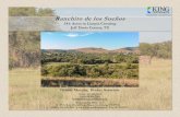 Ranchito de los Sueños · Wildlife is abundant in the Davis Mountains. Mule deer, white-tail deer, diverse bird species and smaller animals such as javelina, fox, ring tail cat,
