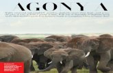 AGONY A ND IVORY - The Elephant Conservation Networkappetite for ivory, poaching is on the rise all over Africa. Highly emotional and completely guileless, elephants mourn their dead—and