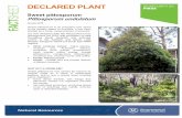 DECLARED PLANT - pir.sa.gov.au...native vegetation plant It is now declared under the Sweet pittosporum is an evergreen tree native to the eastern states of Australia. It has been