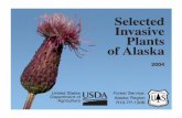 Selected Invasive Plants of Alaska€¦ · This pocket guide provides a selection of invasive plants found across Alaska today. This booklet is not intended to take the place of more